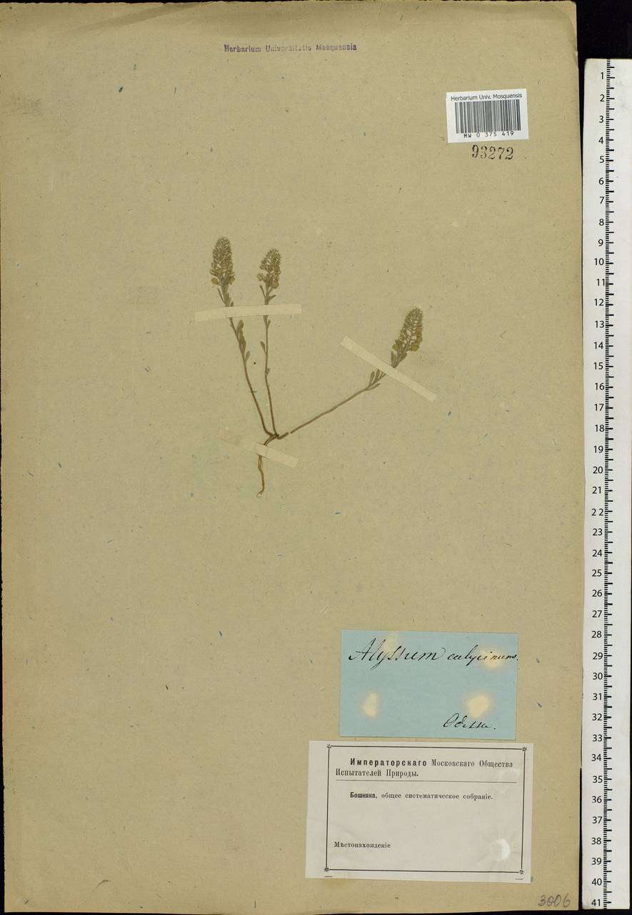 Alyssum alyssoides (L.) L., Eastern Europe, South Ukrainian region (E12) (Ukraine)