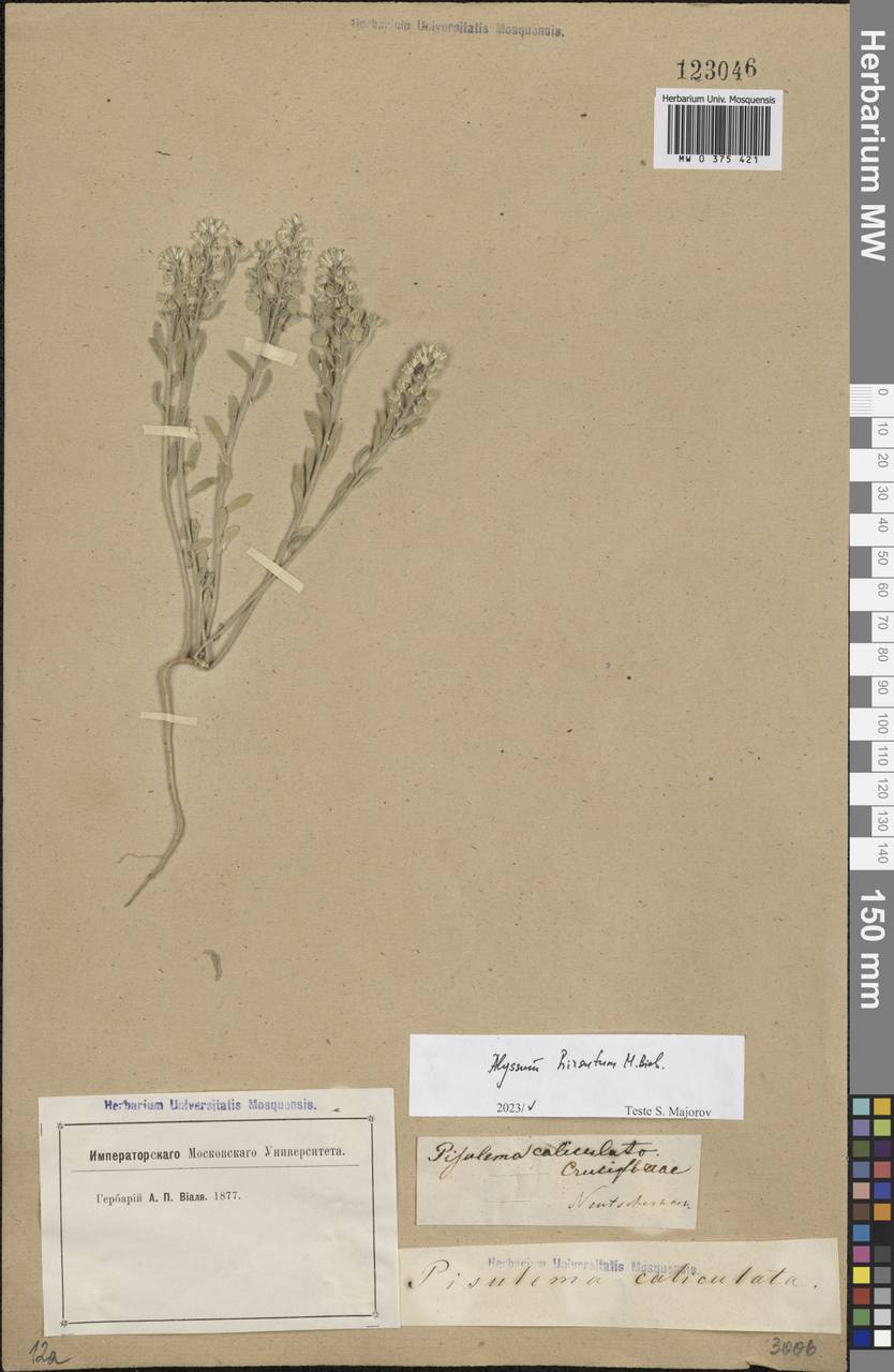 Alyssum hirsutum M.Bieb., Eastern Europe, Rostov Oblast (E12a) (Russia)