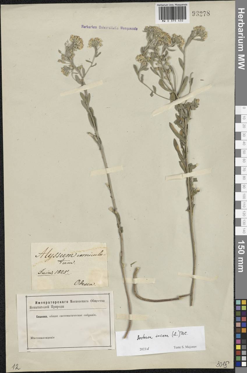 Berteroa incana (L.) DC., Eastern Europe, South Ukrainian region (E12) (Ukraine)
