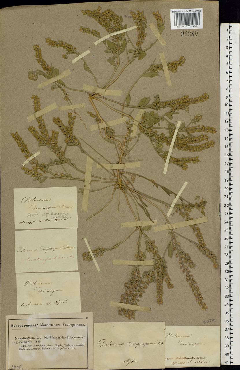 Alyssum dasycarpum Stephan ex Willd., Eastern Europe, Lower Volga region (E9) (Russia)