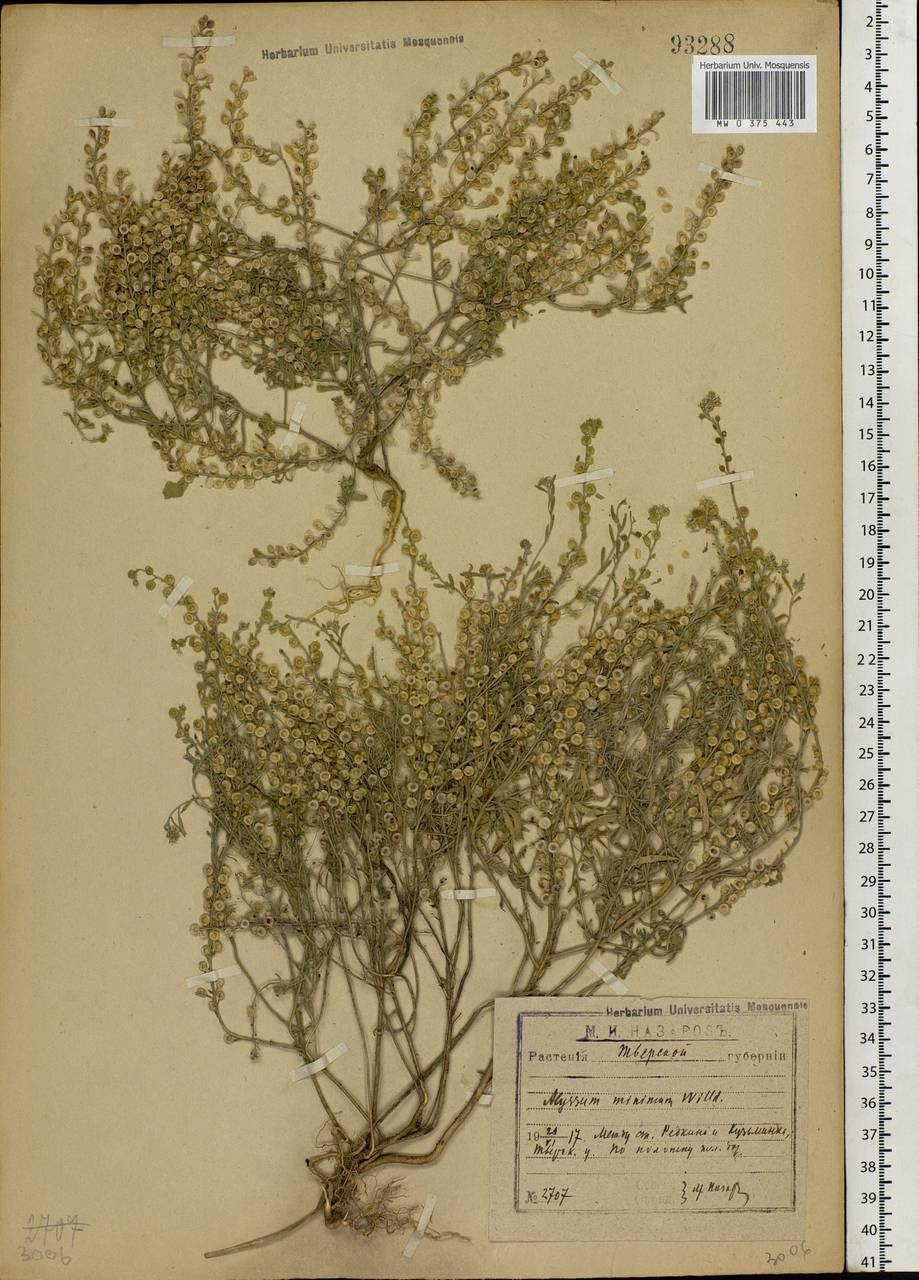 Alyssum turkestanicum Regel & Schmalh., Eastern Europe, North-Western region (E2) (Russia)