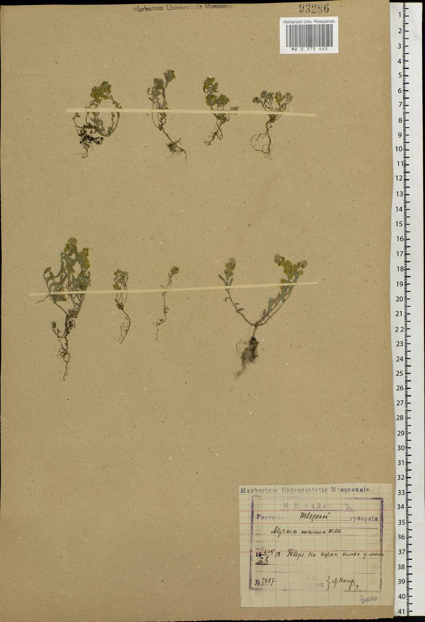 Alyssum turkestanicum Regel & Schmalh. ex Regel, Eastern Europe, North-Western region (E2) (Russia)