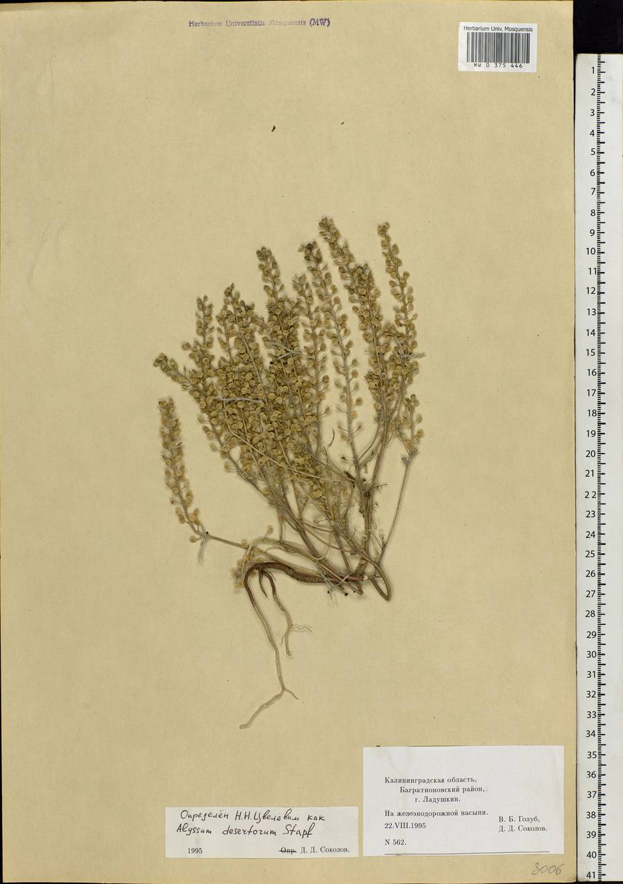 Alyssum turkestanicum Regel & Schmalh. ex Regel, Eastern Europe, North-Western region (E2) (Russia)
