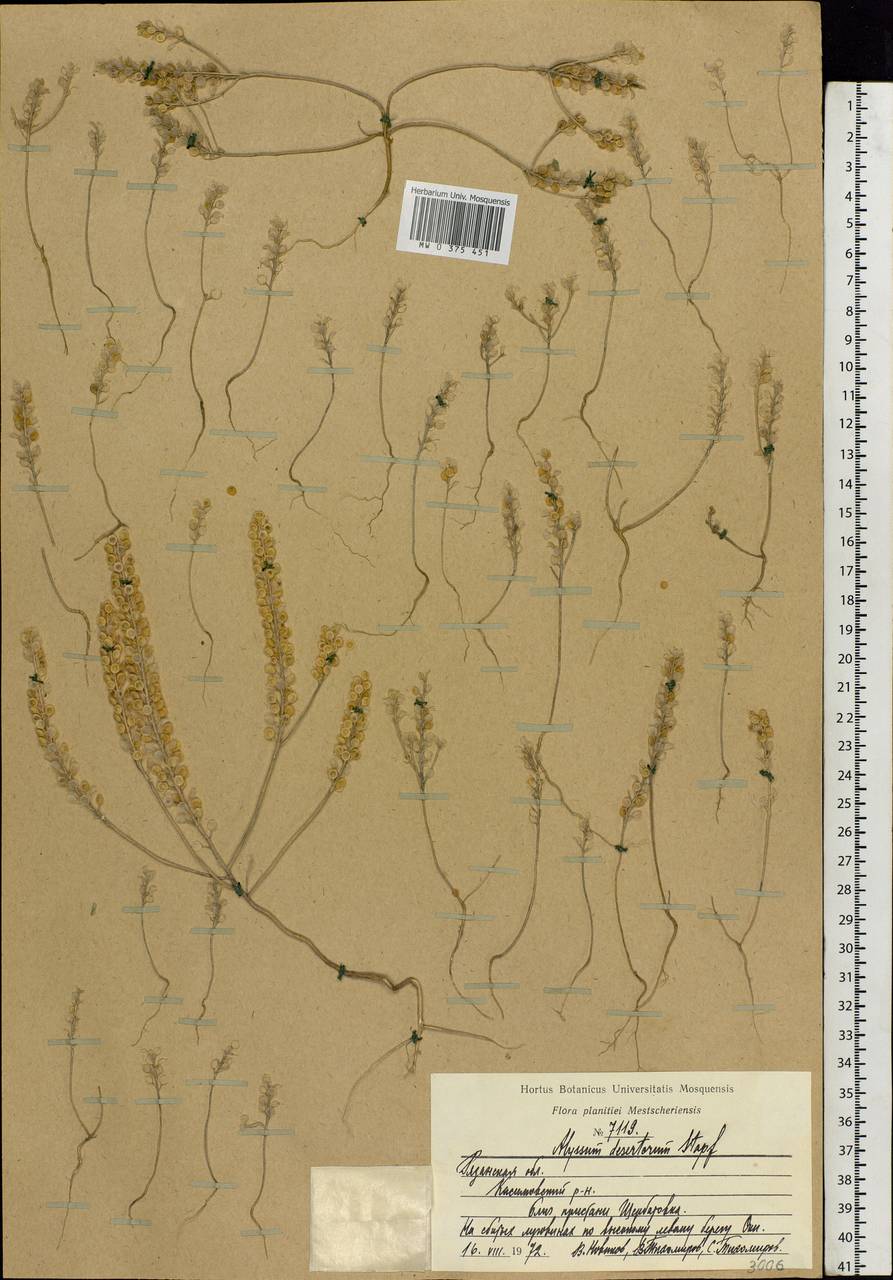 Alyssum turkestanicum Regel & Schmalh. ex Regel, Eastern Europe, Central region (E4) (Russia)
