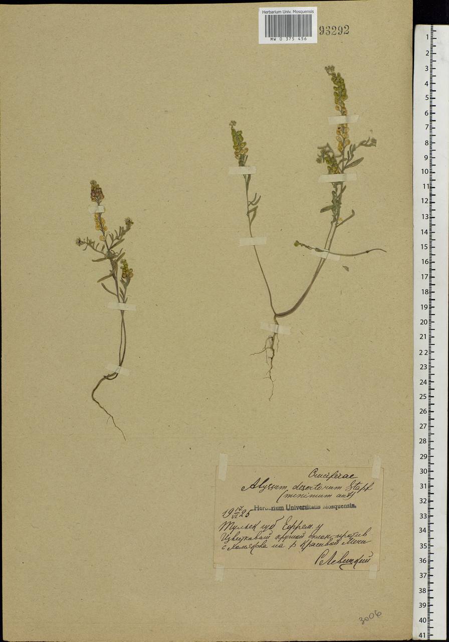 Alyssum turkestanicum Regel & Schmalh. ex Regel, Eastern Europe, Central region (E4) (Russia)