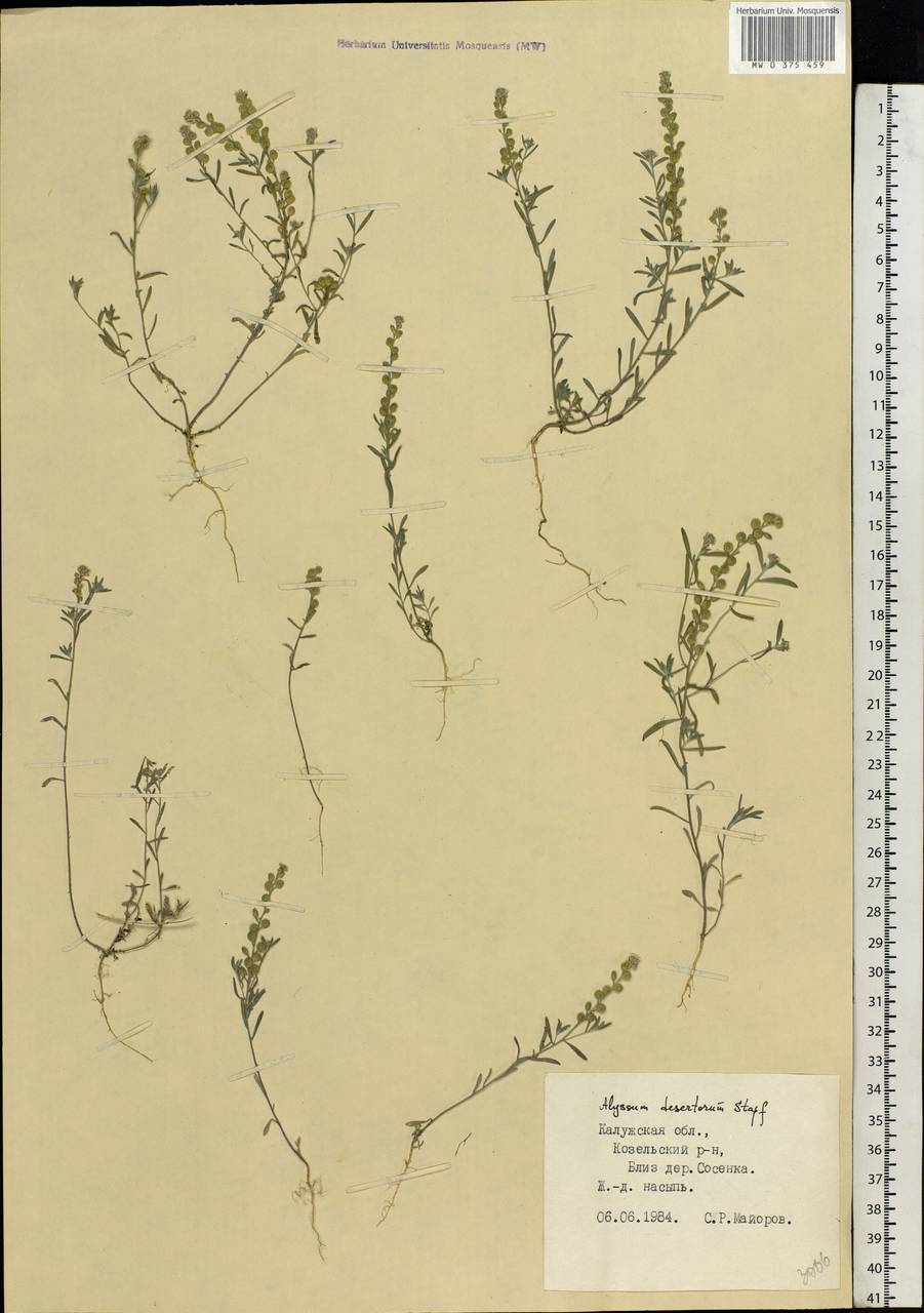 Alyssum turkestanicum Regel & Schmalh., Eastern Europe, Central region (E4) (Russia)