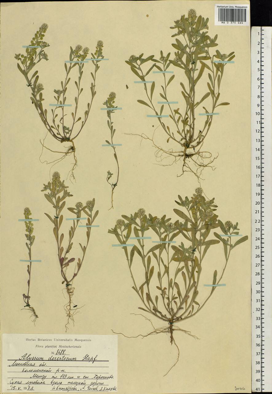 Alyssum turkestanicum Regel & Schmalh., Eastern Europe, Moscow region (E4a) (Russia)
