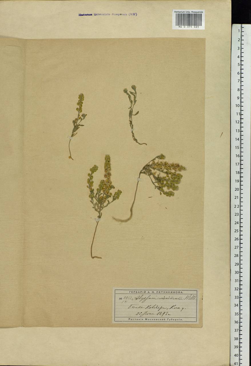 Alyssum turkestanicum Regel & Schmalh. ex Regel, Eastern Europe, Moscow region (E4a) (Russia)