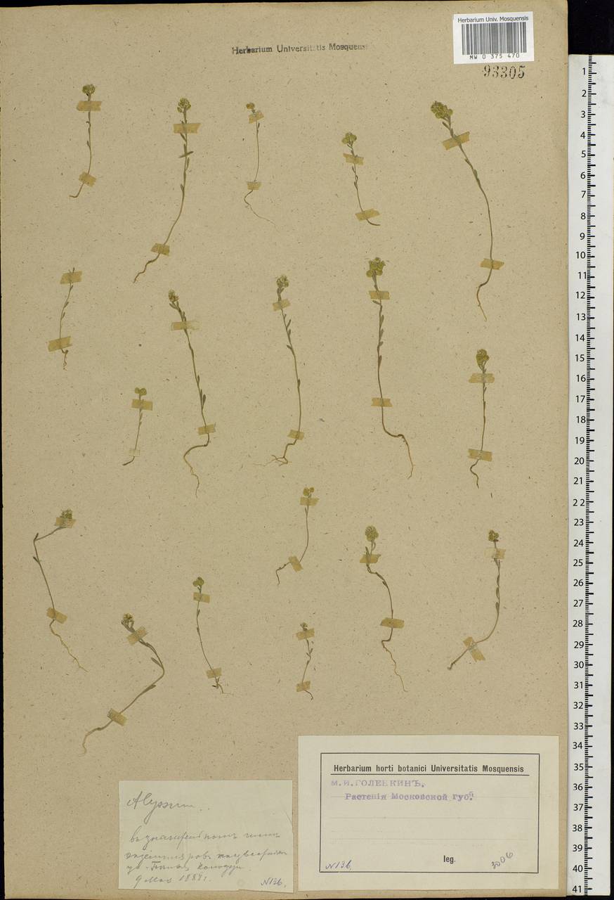 Alyssum turkestanicum Regel & Schmalh. ex Regel, Eastern Europe, Moscow region (E4a) (Russia)