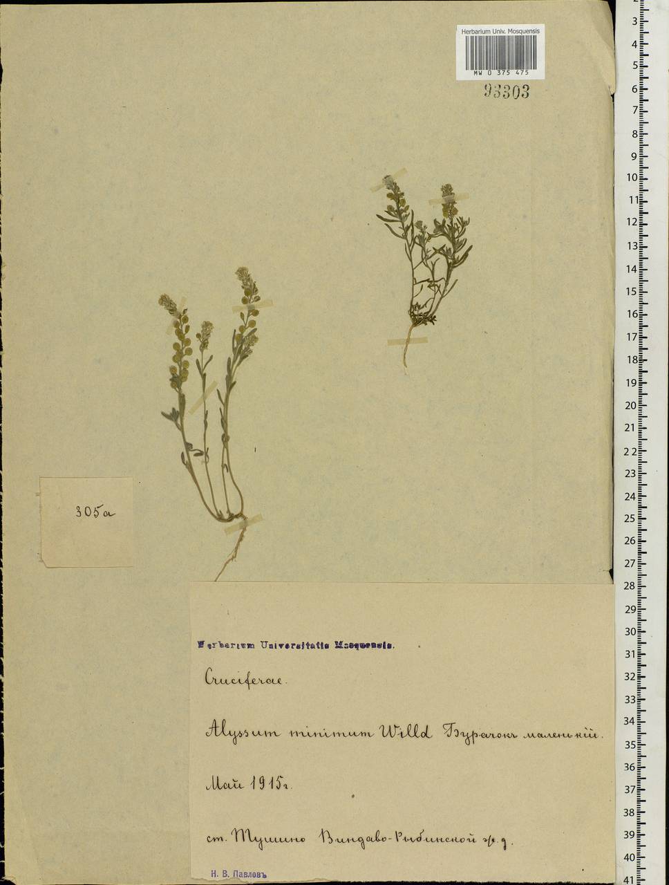 Alyssum turkestanicum Regel & Schmalh. ex Regel, Eastern Europe, Moscow region (E4a) (Russia)