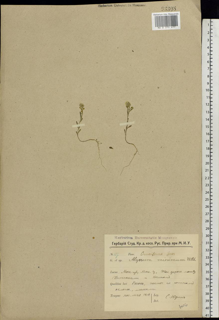 Alyssum turkestanicum Regel & Schmalh. ex Regel, Eastern Europe, Moscow region (E4a) (Russia)