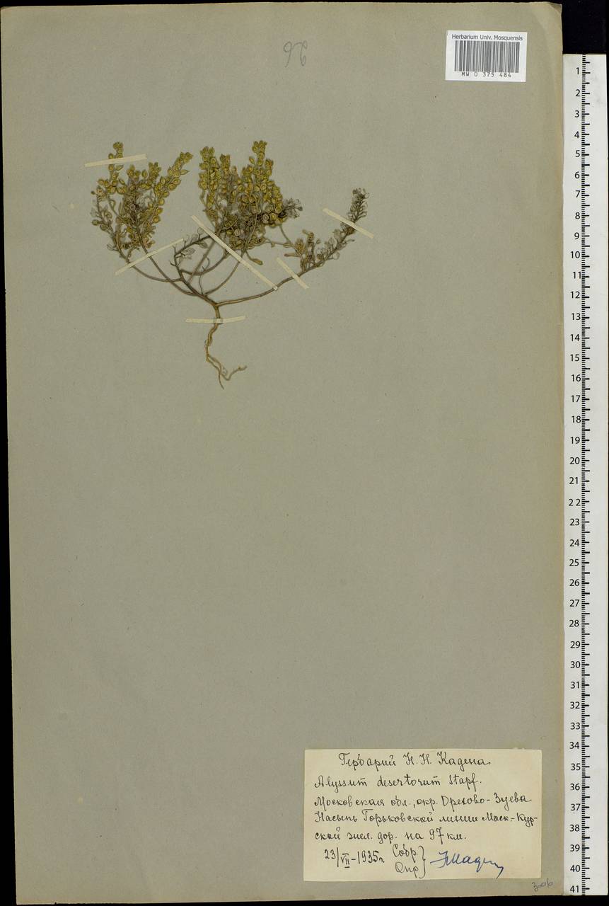 Alyssum turkestanicum Regel & Schmalh. ex Regel, Eastern Europe, Moscow region (E4a) (Russia)