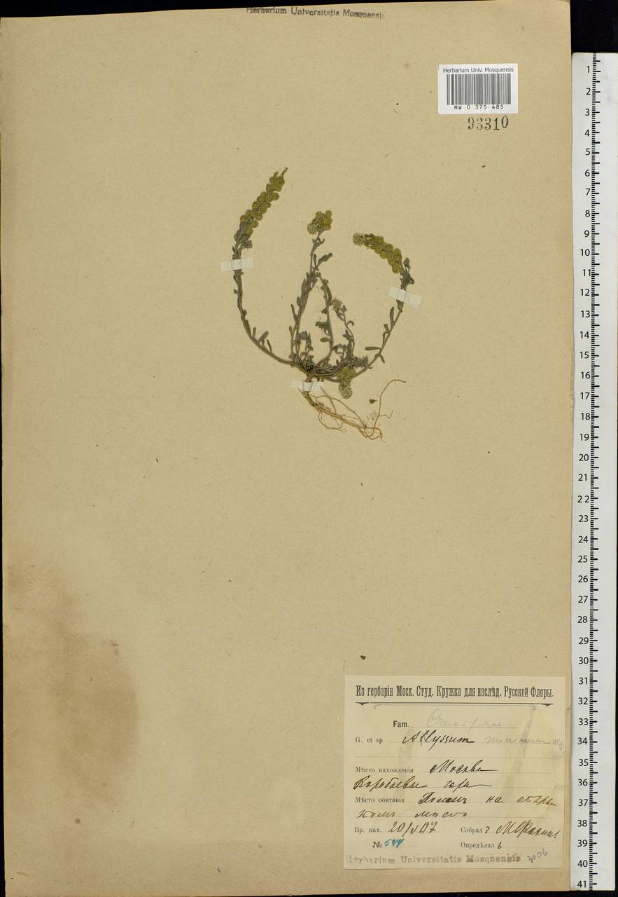 Alyssum turkestanicum Regel & Schmalh. ex Regel, Eastern Europe, Moscow region (E4a) (Russia)