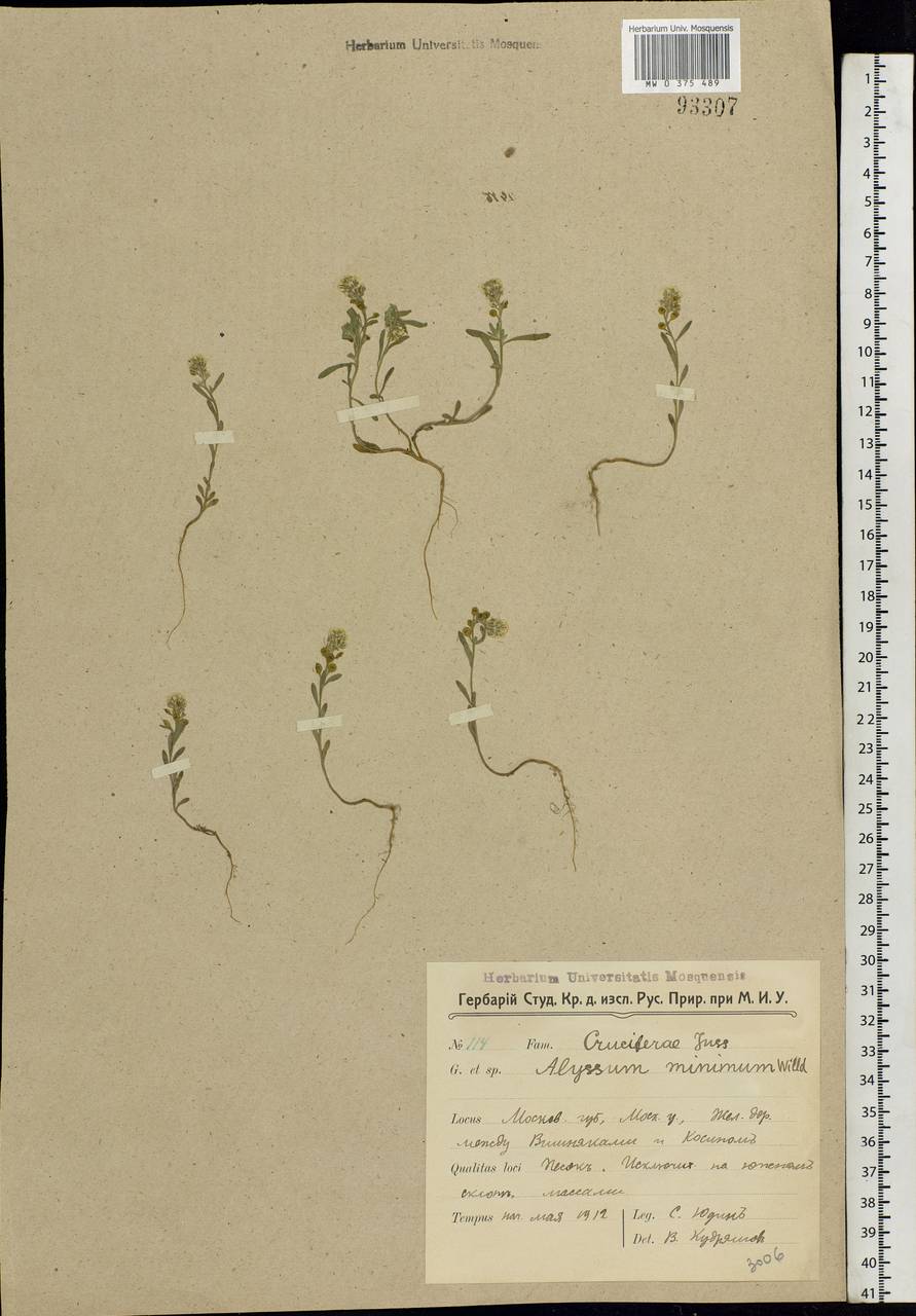 Alyssum turkestanicum Regel & Schmalh., Eastern Europe, Moscow region (E4a) (Russia)
