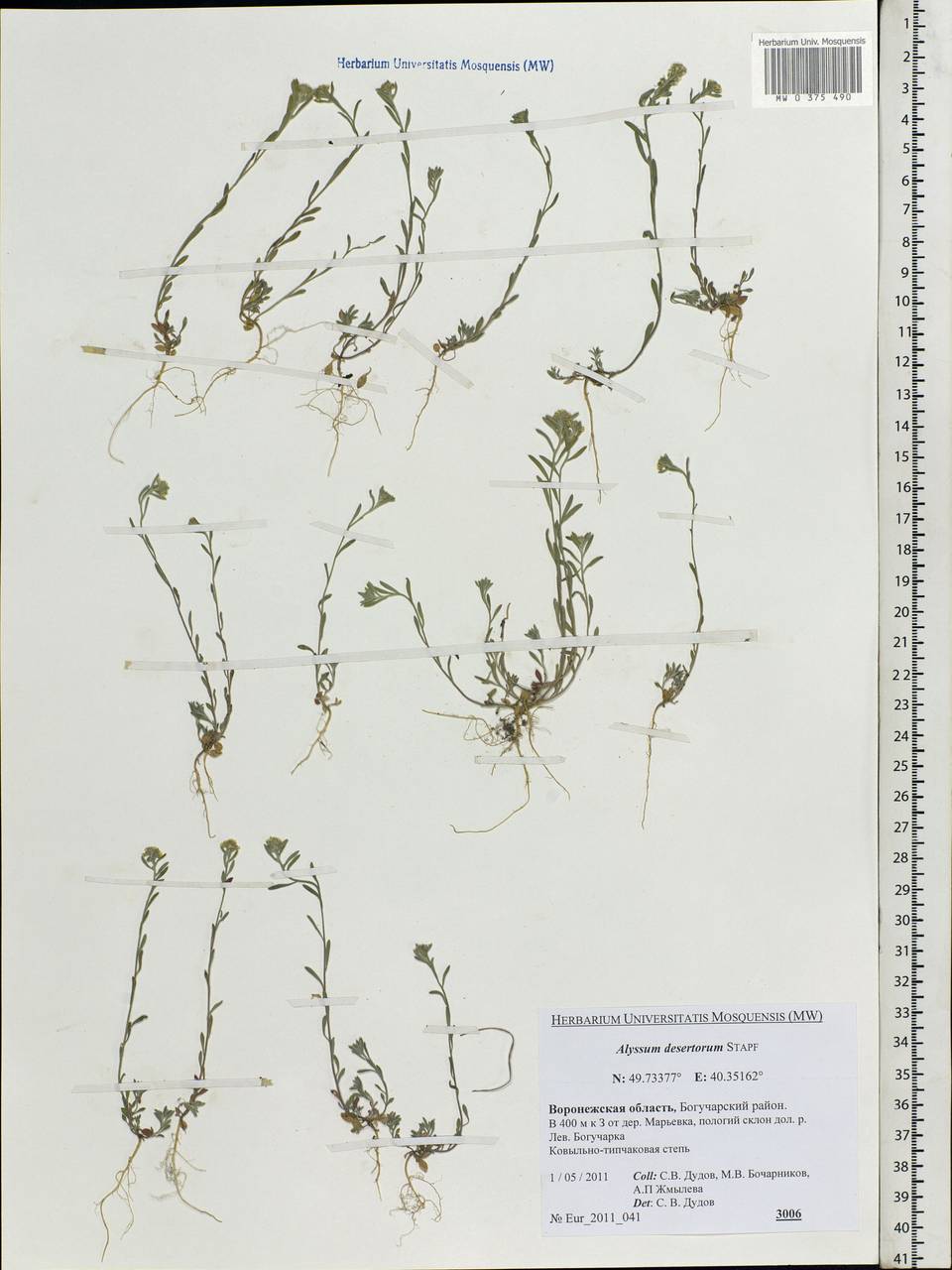 Alyssum turkestanicum Regel & Schmalh., Eastern Europe, Central forest-and-steppe region (E6) (Russia)