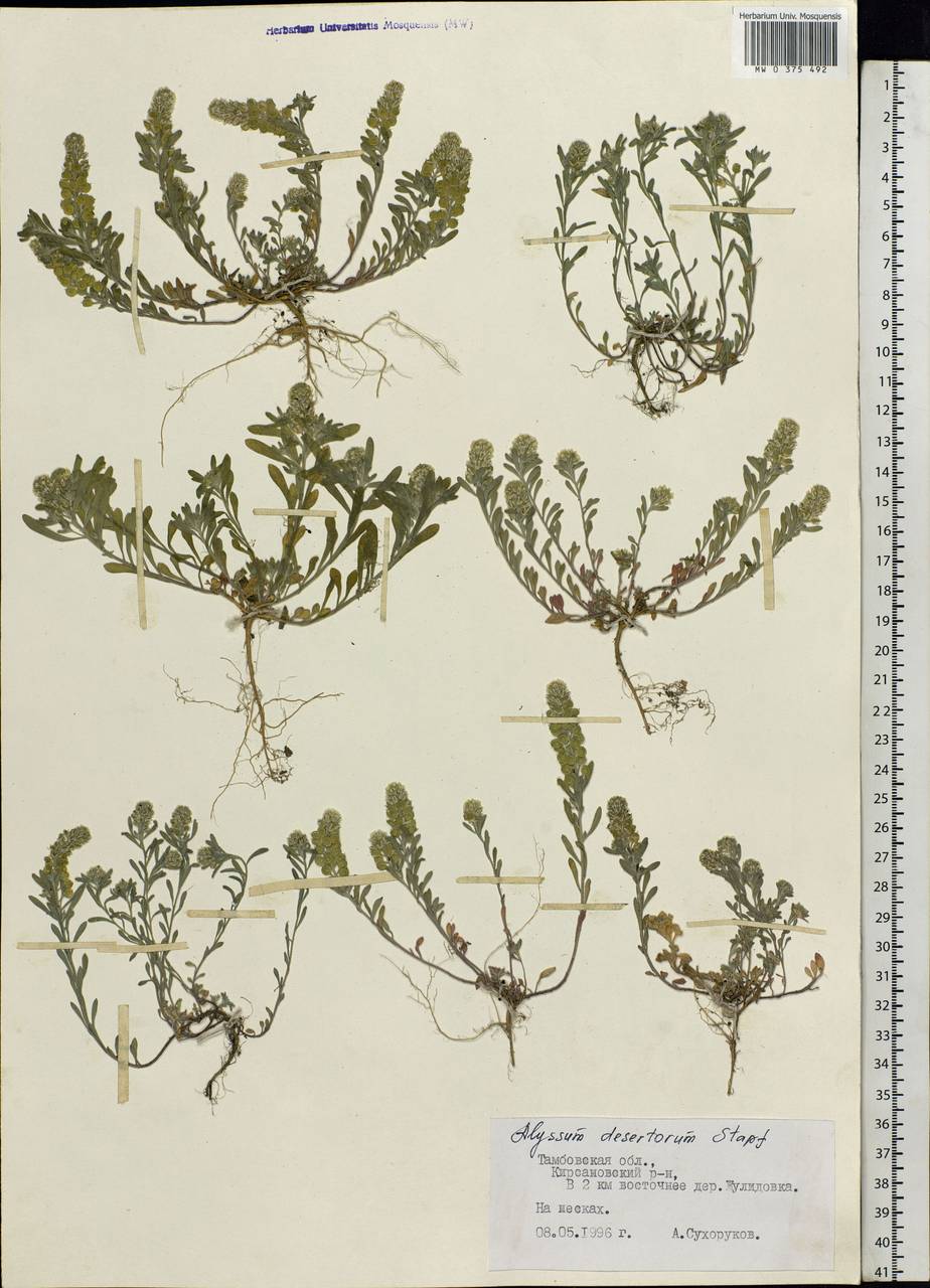 Alyssum turkestanicum Regel & Schmalh. ex Regel, Eastern Europe, Central forest-and-steppe region (E6) (Russia)