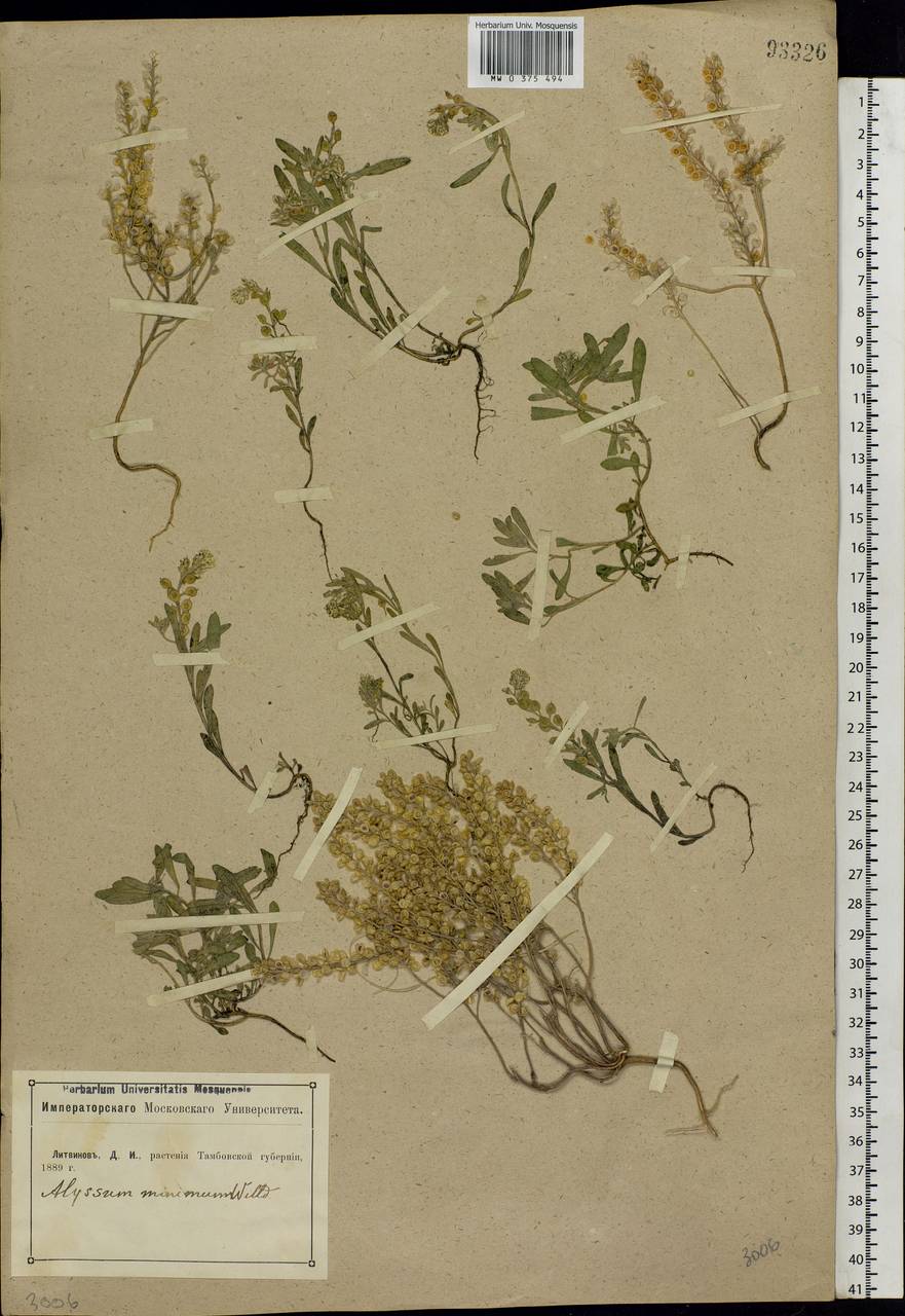 Alyssum turkestanicum Regel & Schmalh. ex Regel, Eastern Europe, Central forest-and-steppe region (E6) (Russia)
