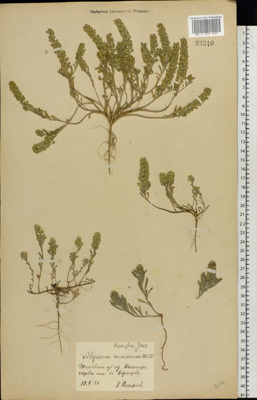 Alyssum turkestanicum Regel & Schmalh. ex Regel, Eastern Europe, Central forest-and-steppe region (E6) (Russia)
