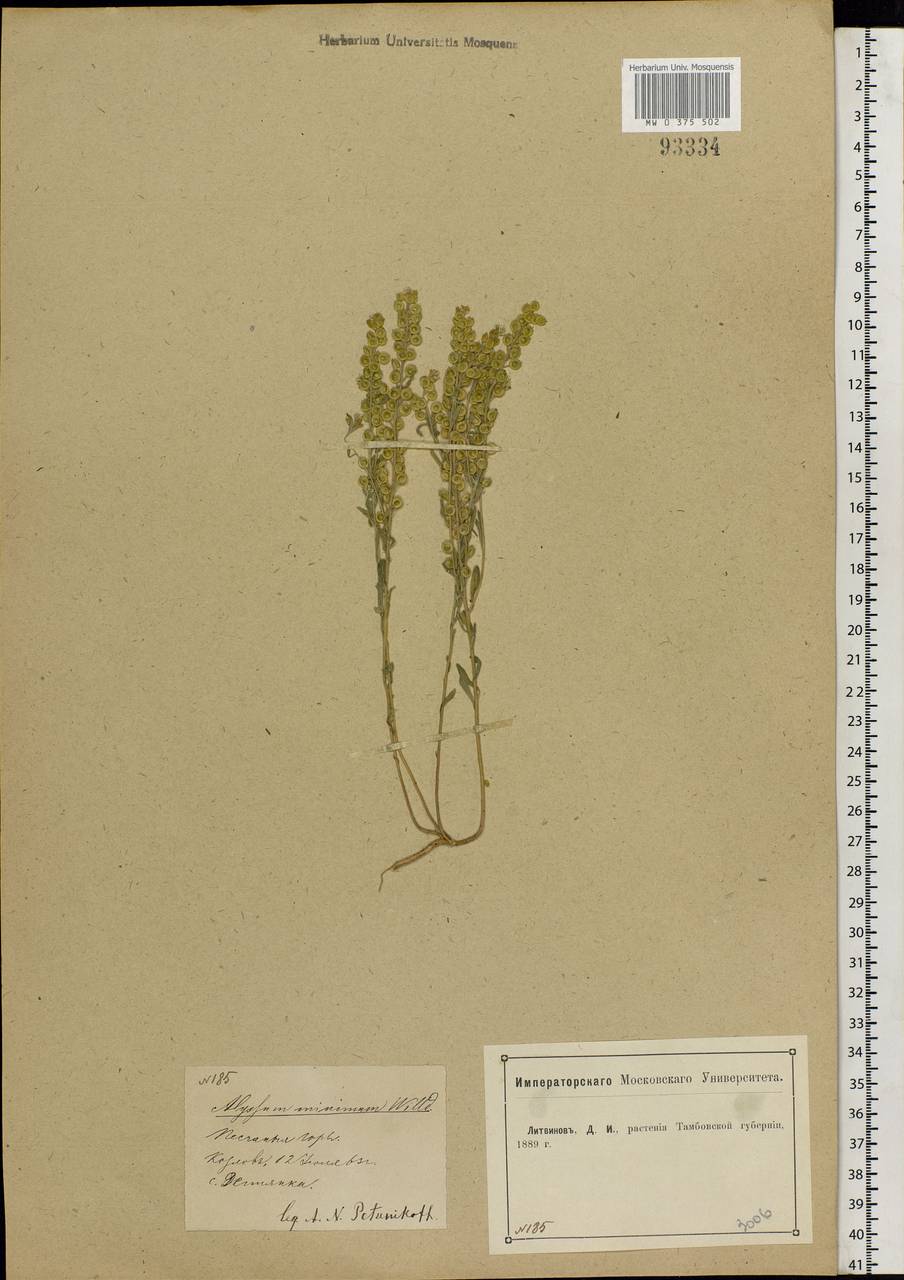 Alyssum turkestanicum Regel & Schmalh. ex Regel, Eastern Europe, Central forest-and-steppe region (E6) (Russia)