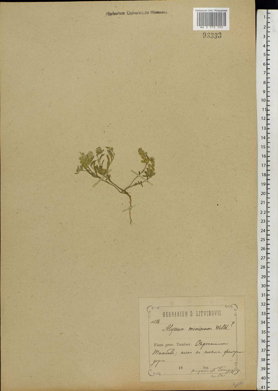 Alyssum turkestanicum Regel & Schmalh. ex Regel, Eastern Europe, Central forest-and-steppe region (E6) (Russia)