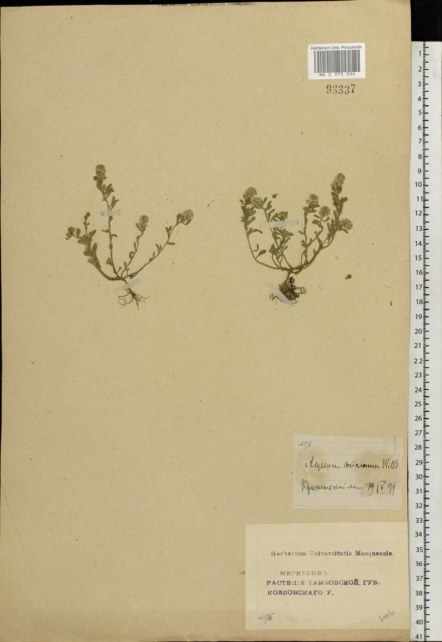 Alyssum turkestanicum Regel & Schmalh. ex Regel, Eastern Europe, Central forest-and-steppe region (E6) (Russia)