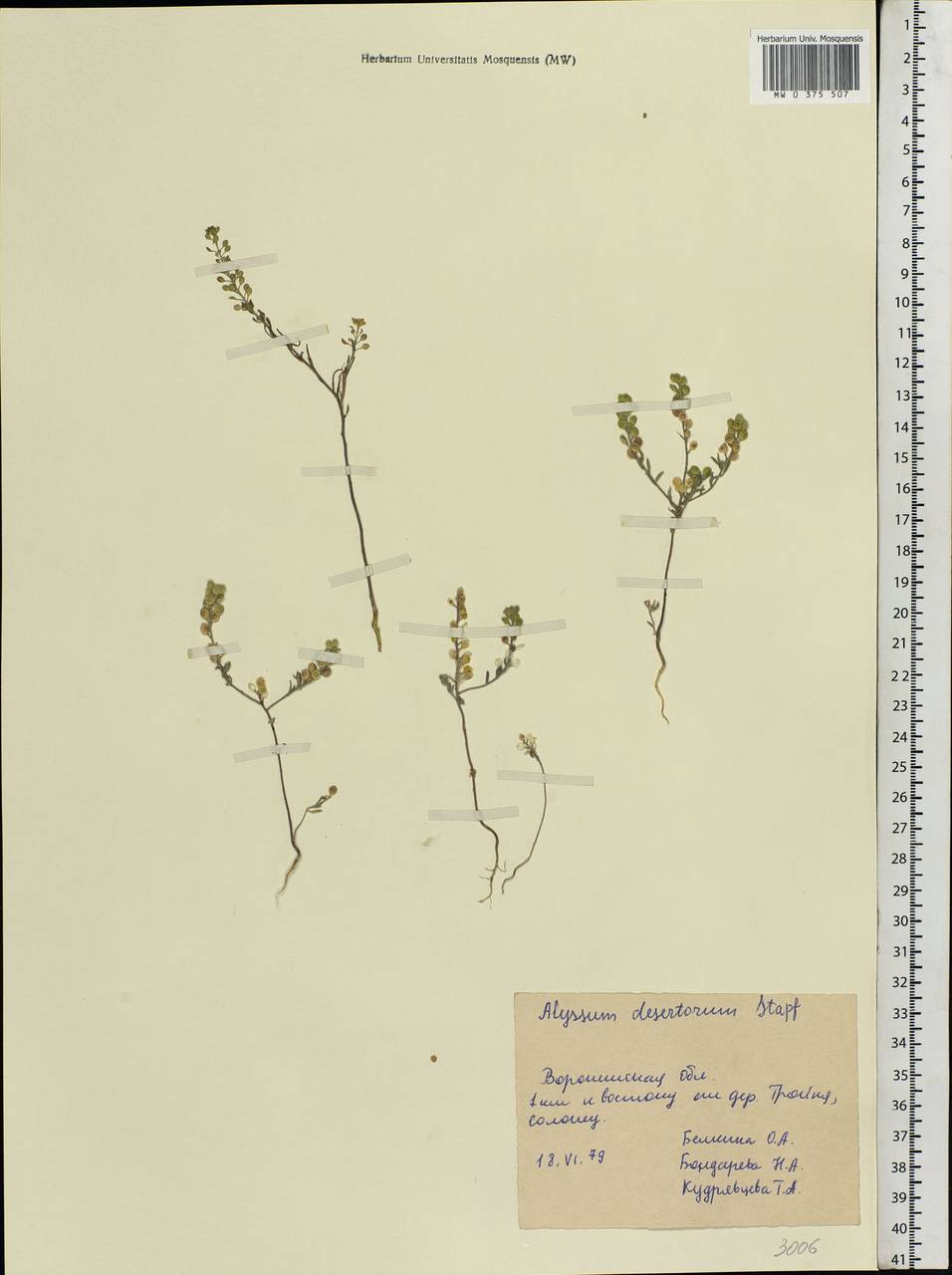 Alyssum turkestanicum Regel & Schmalh. ex Regel, Eastern Europe, Central forest-and-steppe region (E6) (Russia)