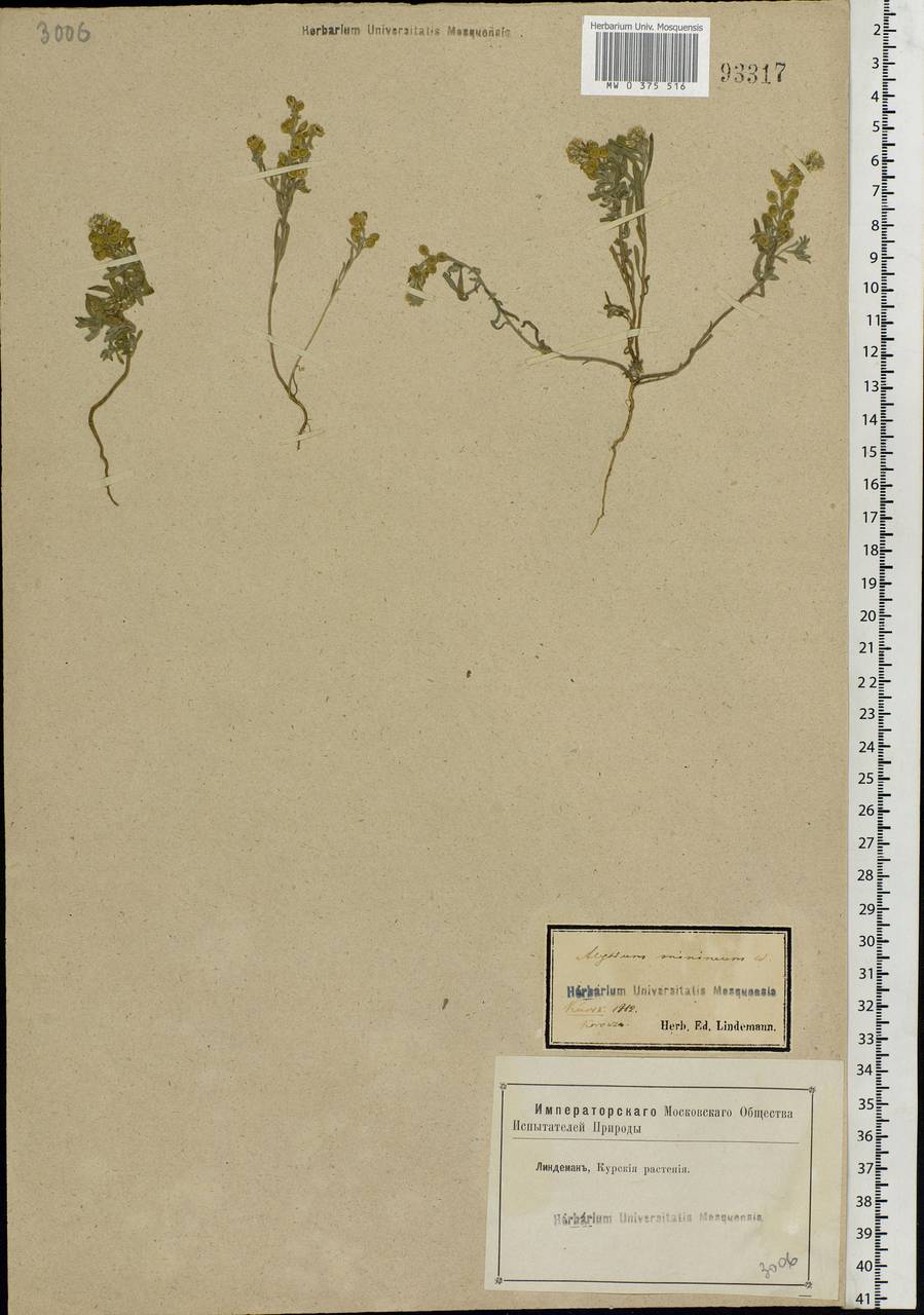 Alyssum turkestanicum Regel & Schmalh., Eastern Europe, Central forest-and-steppe region (E6) (Russia)