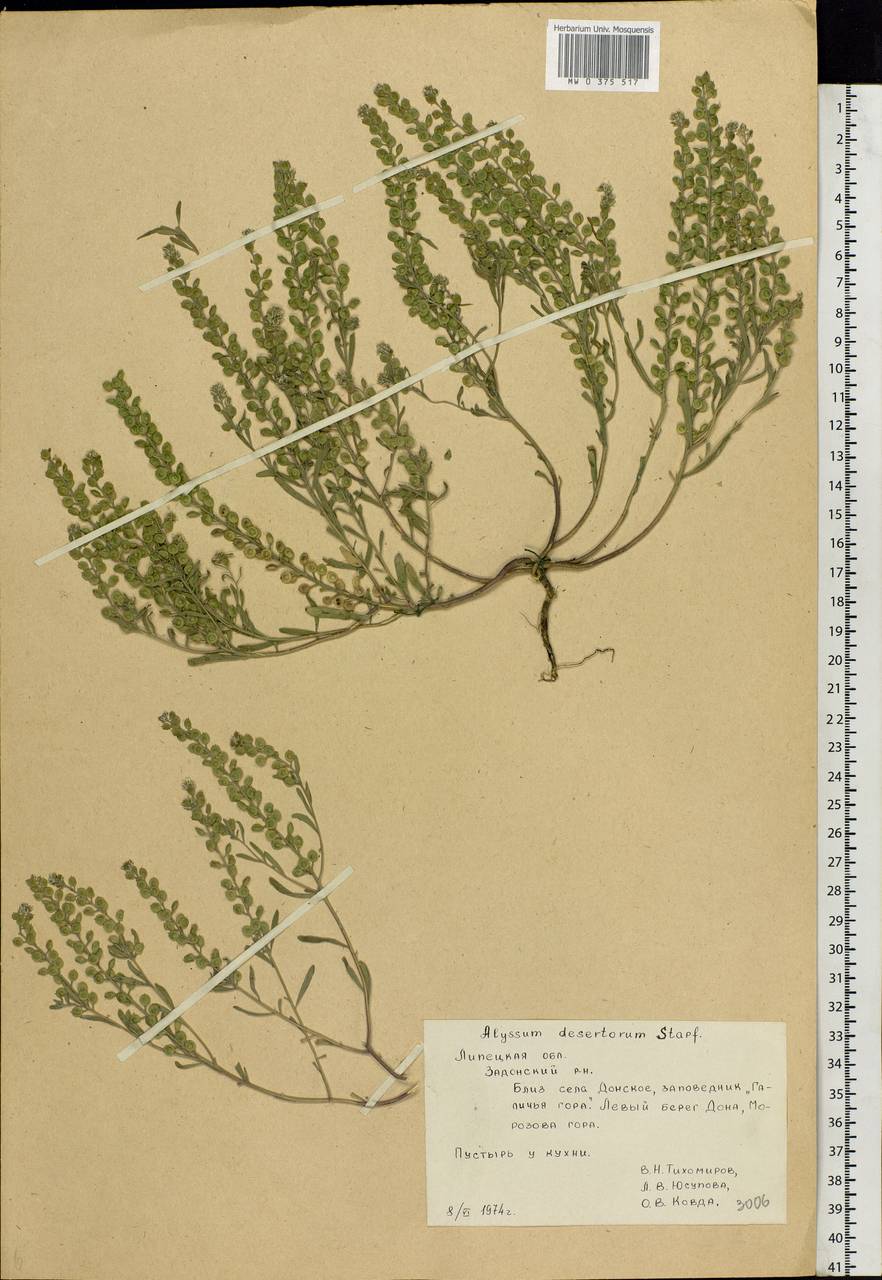Alyssum turkestanicum Regel & Schmalh. ex Regel, Eastern Europe, Central forest-and-steppe region (E6) (Russia)