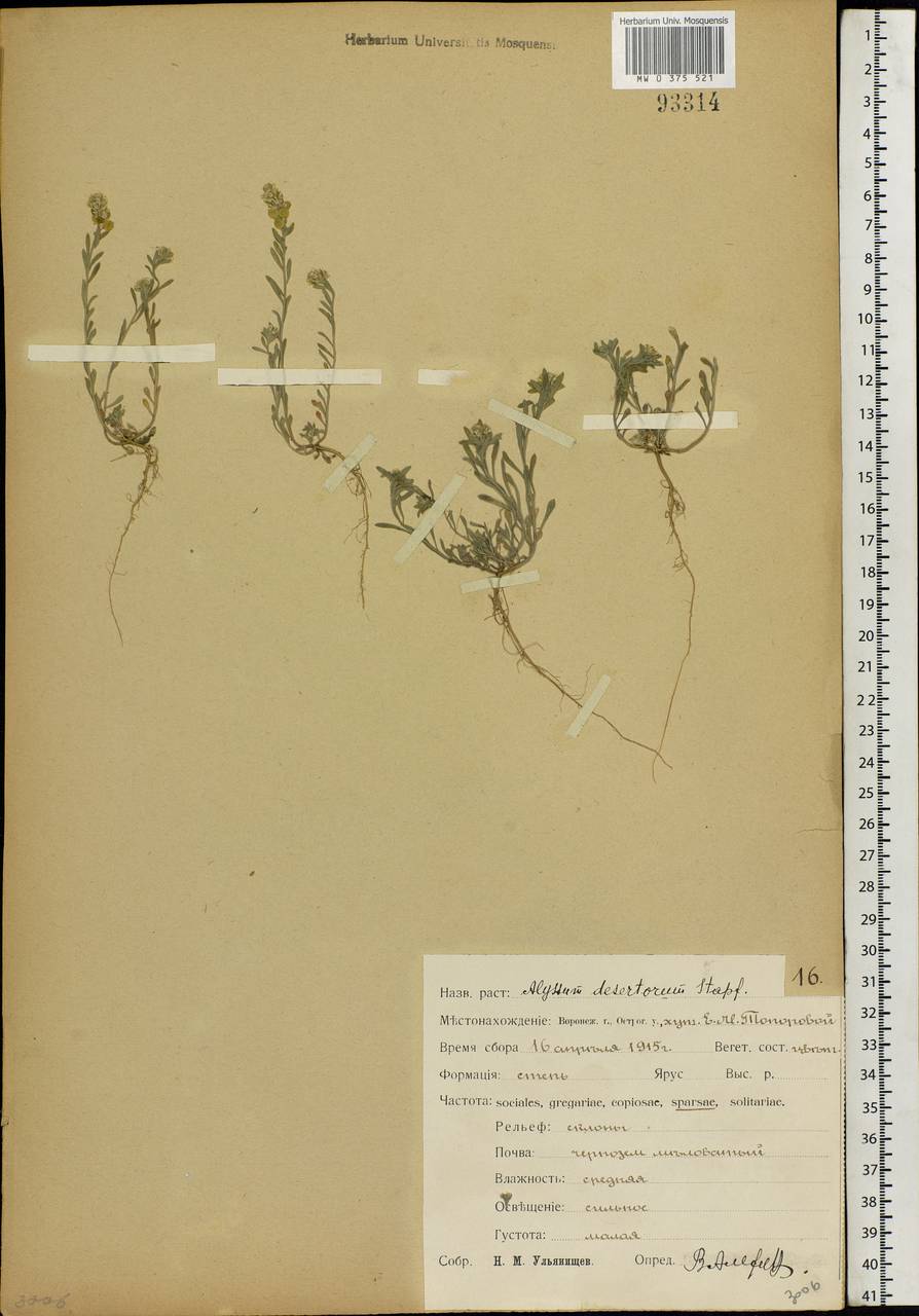 Alyssum turkestanicum Regel & Schmalh. ex Regel, Eastern Europe, Central forest-and-steppe region (E6) (Russia)