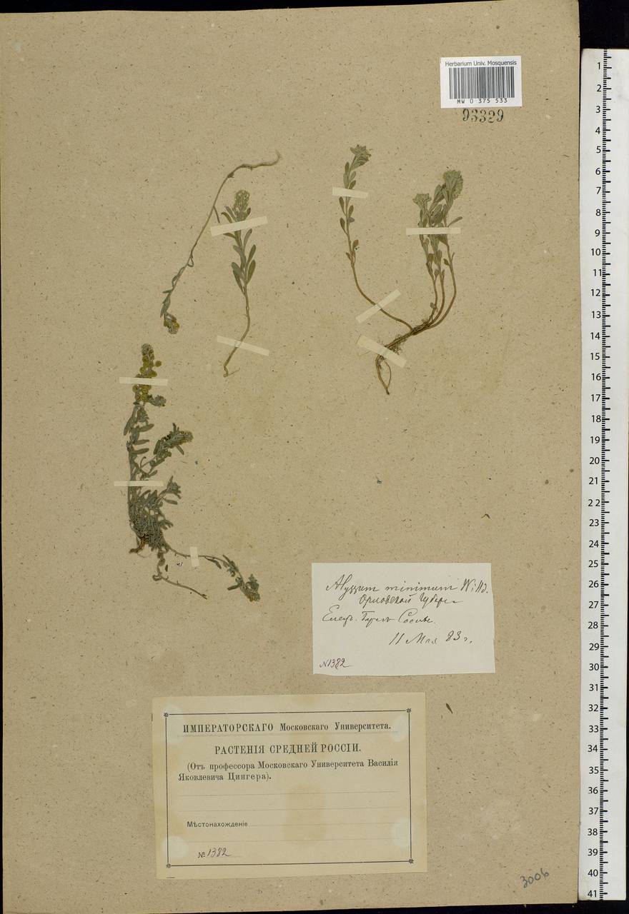 Alyssum turkestanicum Regel & Schmalh. ex Regel, Eastern Europe, Central forest-and-steppe region (E6) (Russia)