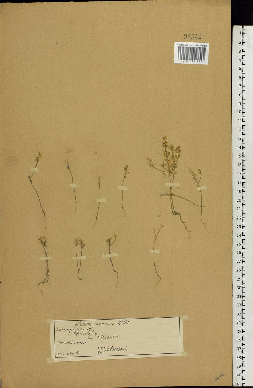Alyssum turkestanicum Regel & Schmalh., Eastern Europe, Volga-Kama region (E7) (Russia)