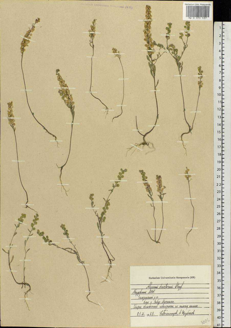 Alyssum turkestanicum Regel & Schmalh. ex Regel, Eastern Europe, Middle Volga region (E8) (Russia)