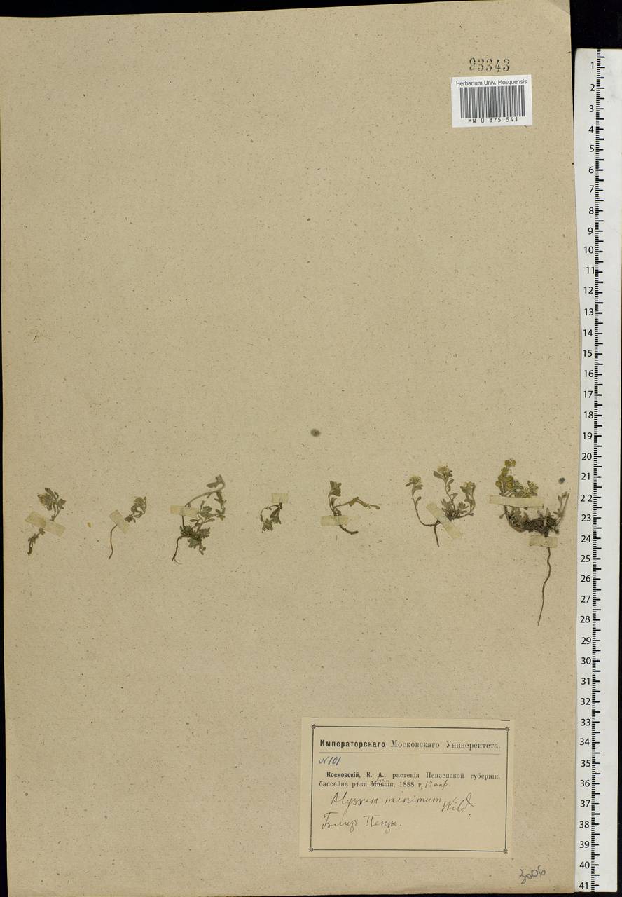 Alyssum turkestanicum Regel & Schmalh. ex Regel, Eastern Europe, Middle Volga region (E8) (Russia)