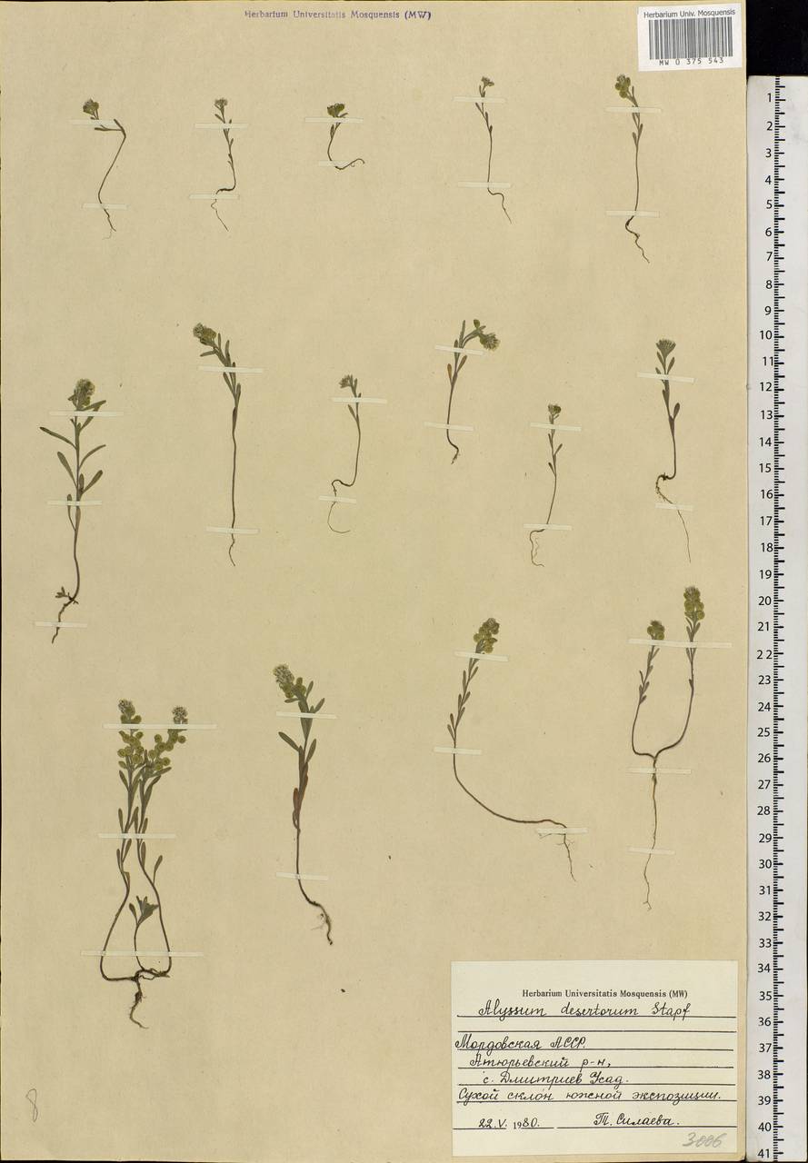 Alyssum turkestanicum Regel & Schmalh., Eastern Europe, Middle Volga region (E8) (Russia)