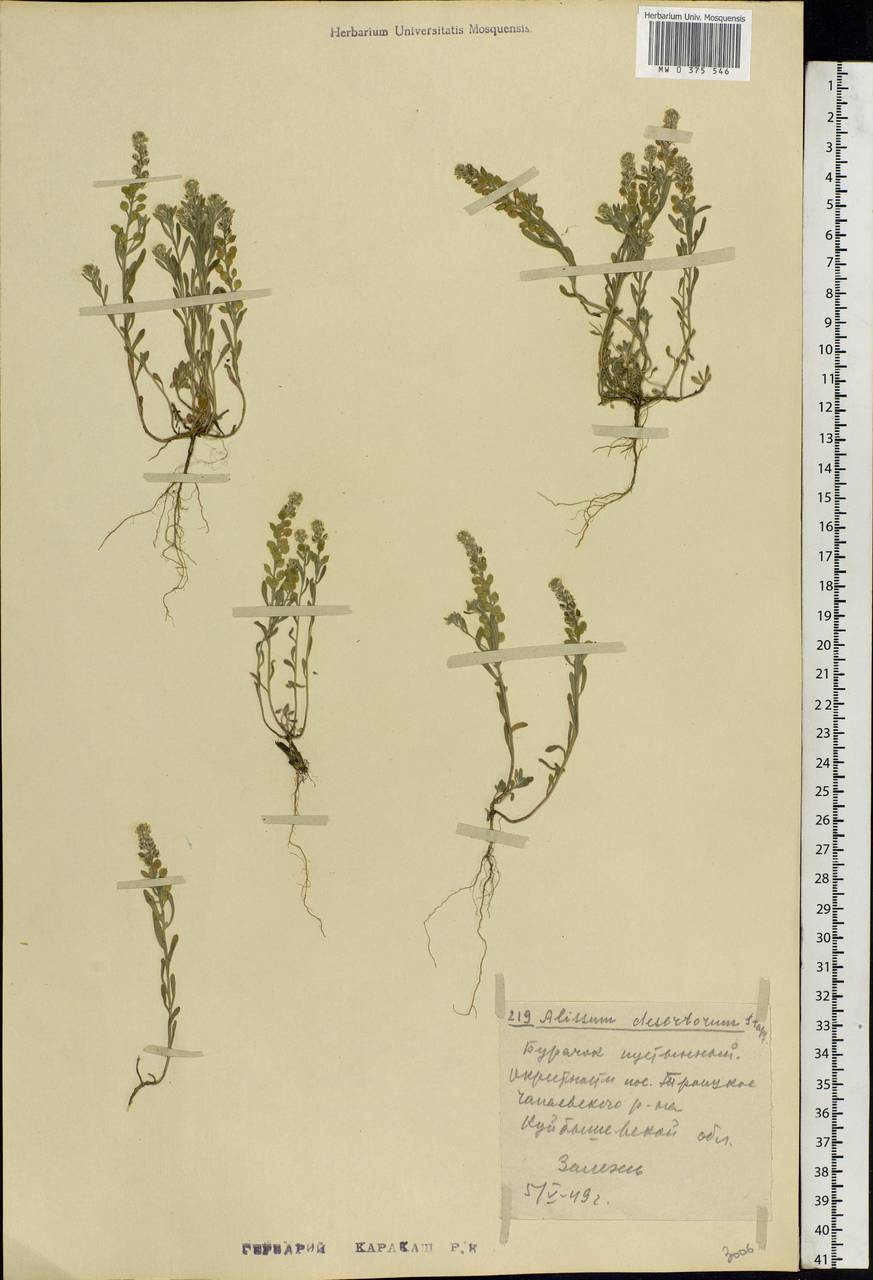 Alyssum turkestanicum Regel & Schmalh., Eastern Europe, Middle Volga region (E8) (Russia)