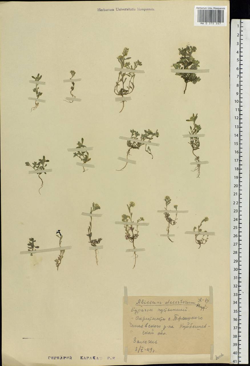Alyssum turkestanicum Regel & Schmalh. ex Regel, Eastern Europe, Middle Volga region (E8) (Russia)