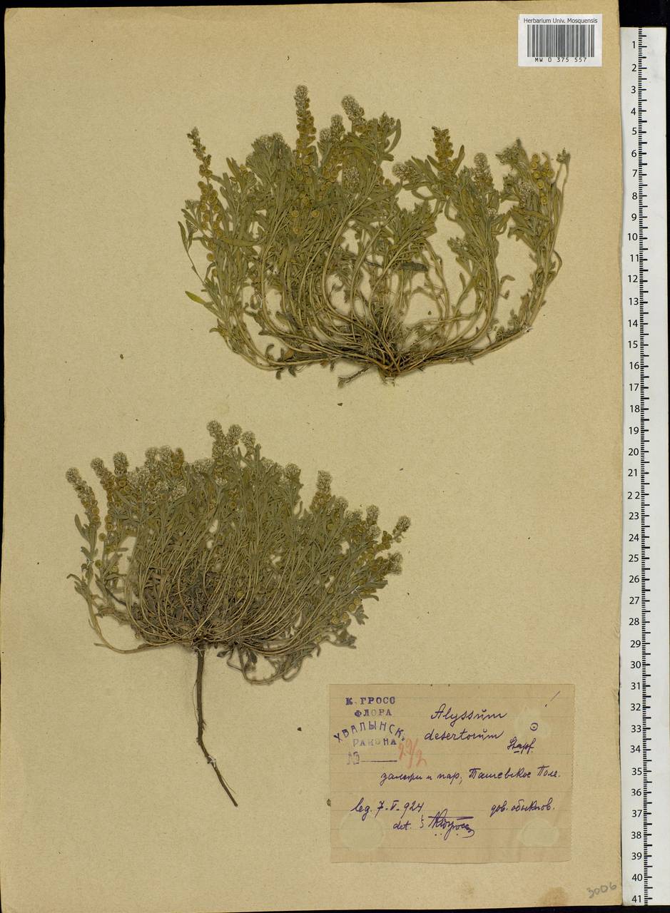 Alyssum turkestanicum Regel & Schmalh. ex Regel, Eastern Europe, Lower Volga region (E9) (Russia)