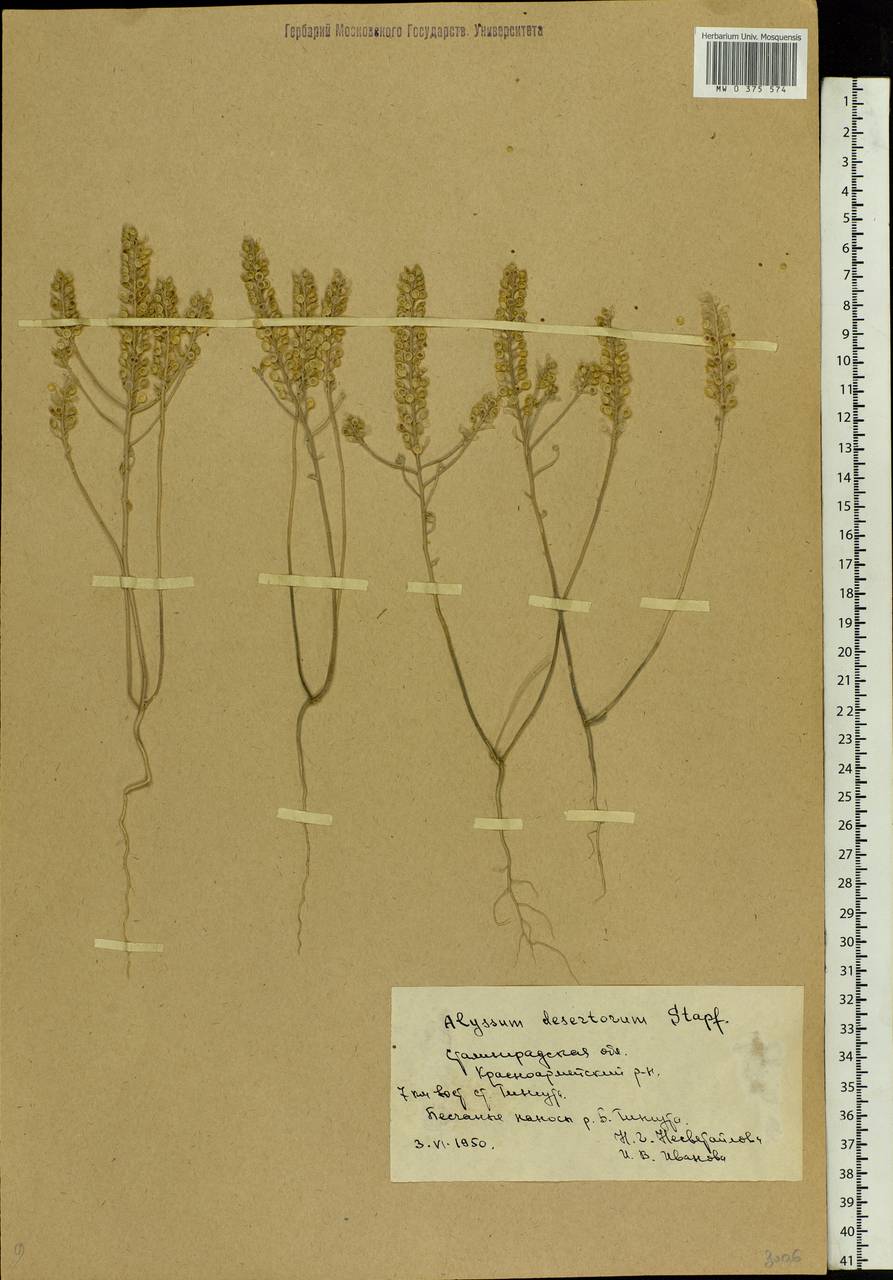 Alyssum turkestanicum Regel & Schmalh. ex Regel, Eastern Europe, Lower Volga region (E9) (Russia)