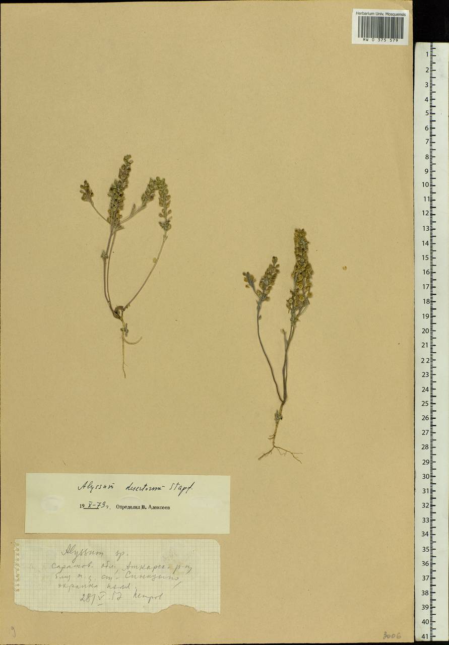 Alyssum turkestanicum Regel & Schmalh. ex Regel, Eastern Europe, Lower Volga region (E9) (Russia)