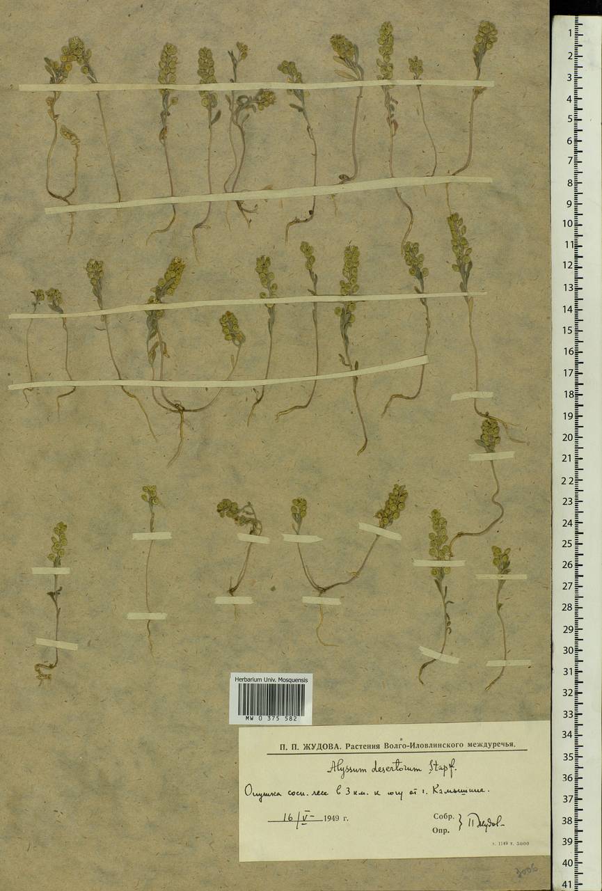 Alyssum turkestanicum Regel & Schmalh. ex Regel, Eastern Europe, Lower Volga region (E9) (Russia)