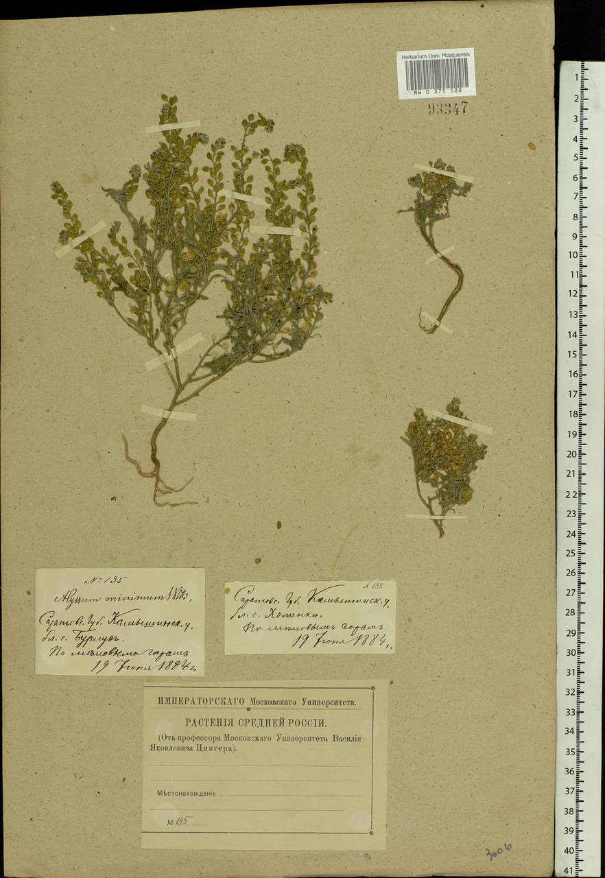 Alyssum turkestanicum Regel & Schmalh., Eastern Europe, Lower Volga region (E9) (Russia)