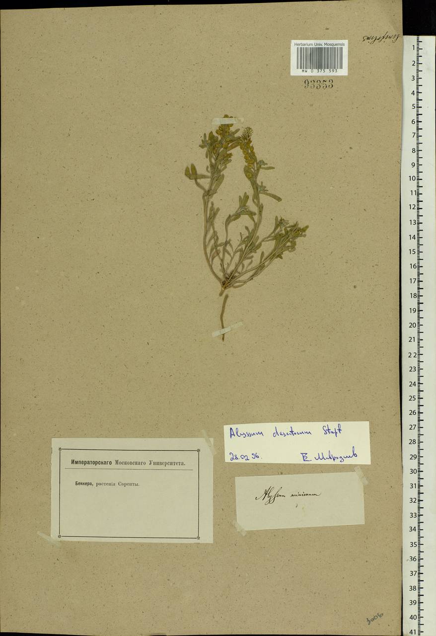 Alyssum turkestanicum Regel & Schmalh. ex Regel, Eastern Europe, Lower Volga region (E9) (Russia)