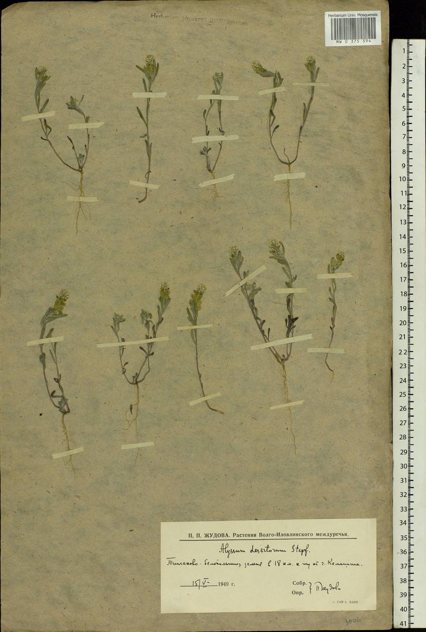 Alyssum turkestanicum Regel & Schmalh., Eastern Europe, Lower Volga region (E9) (Russia)