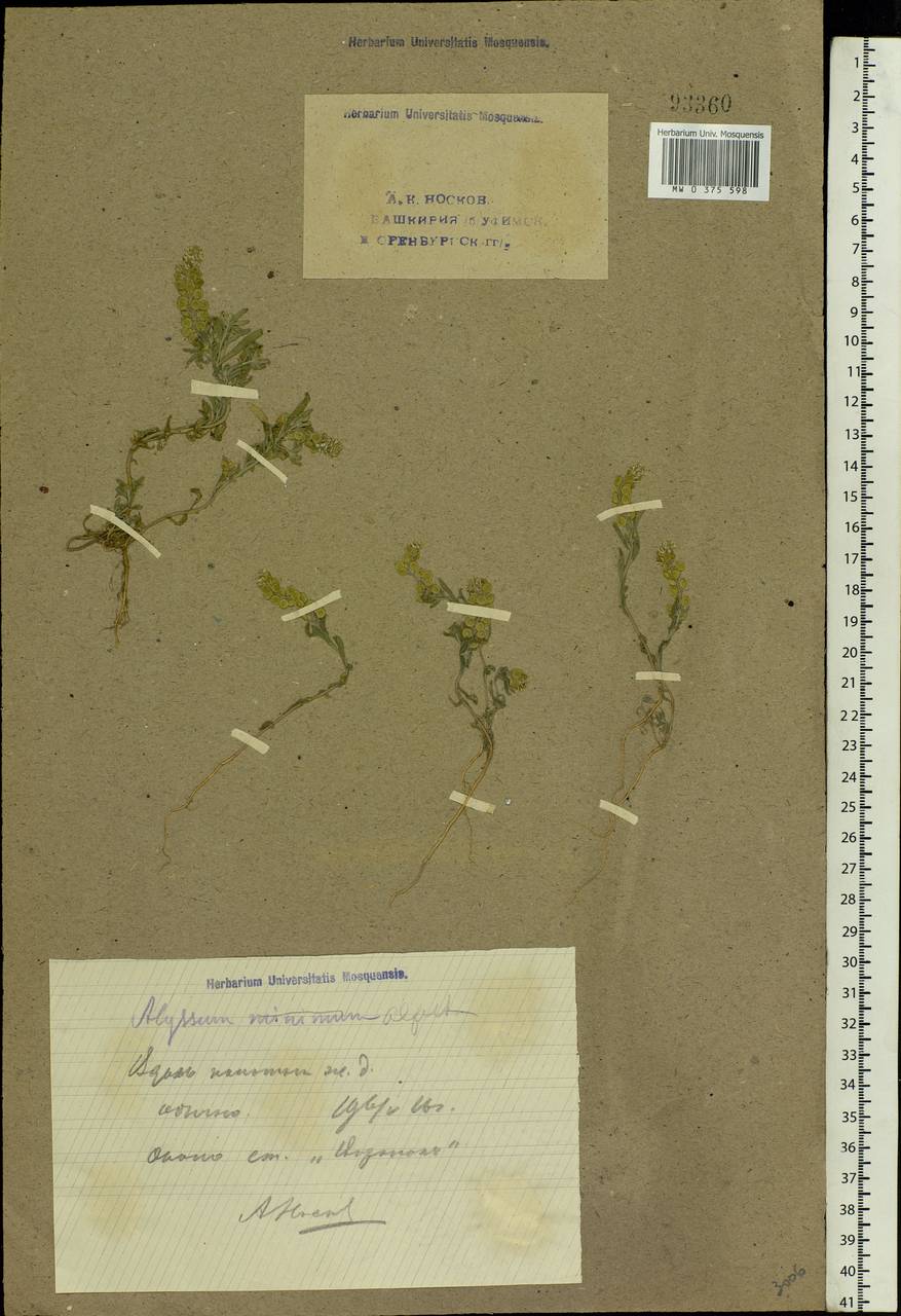 Alyssum turkestanicum Regel & Schmalh. ex Regel, Eastern Europe, Eastern region (E10) (Russia)