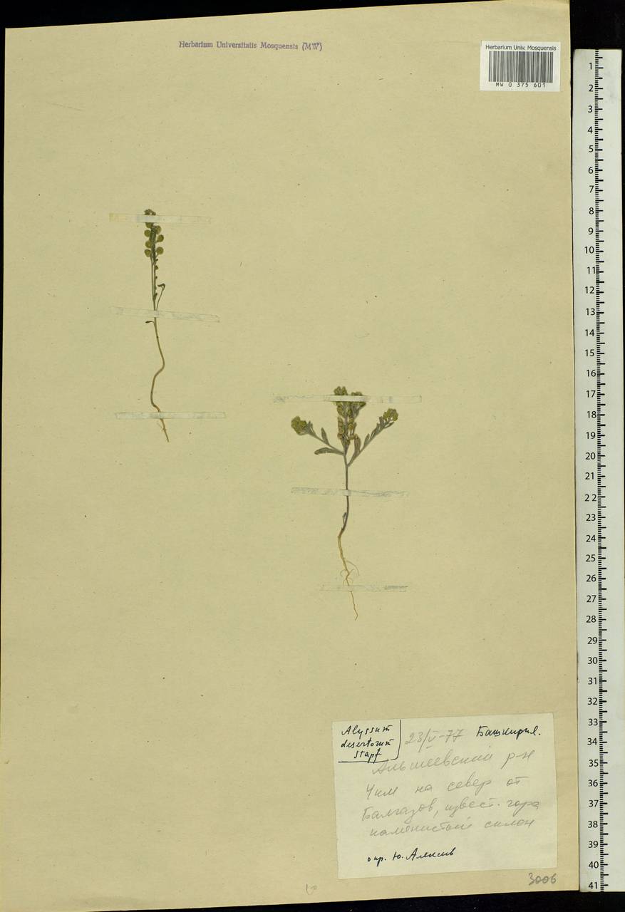 Alyssum turkestanicum Regel & Schmalh., Eastern Europe, Eastern region (E10) (Russia)