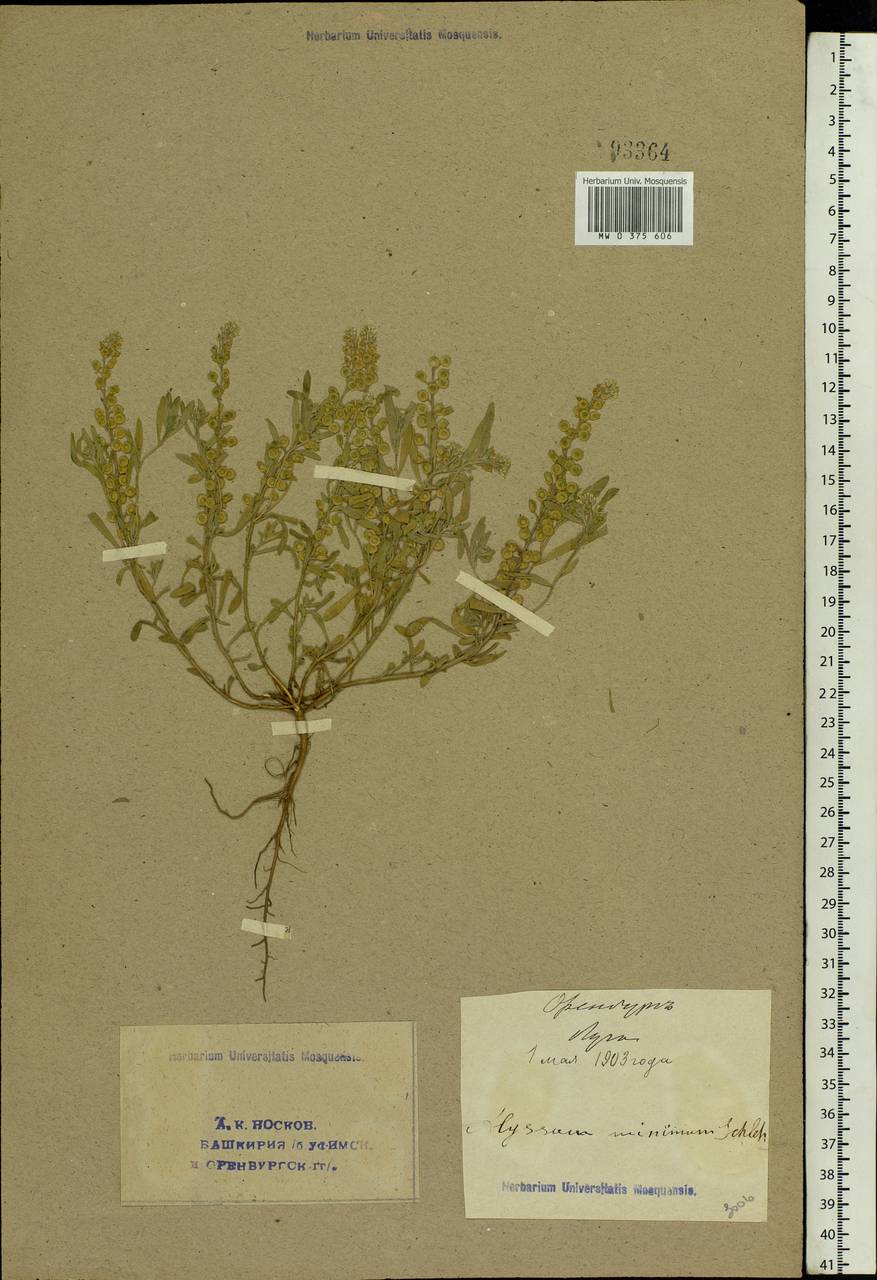 Alyssum turkestanicum Regel & Schmalh., Eastern Europe, Eastern region (E10) (Russia)