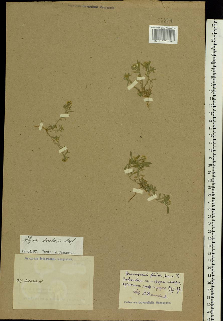 Alyssum turkestanicum Regel & Schmalh. ex Regel, Middle Asia, Caspian Ustyurt & Northern Aralia (M8) (Kazakhstan)