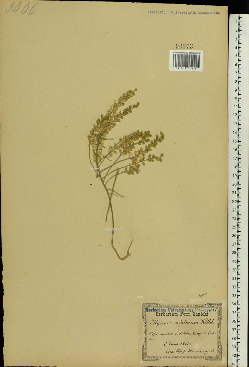 Alyssum turkestanicum Regel & Schmalh. ex Regel, Eastern Europe, North Ukrainian region (E11) (Ukraine)