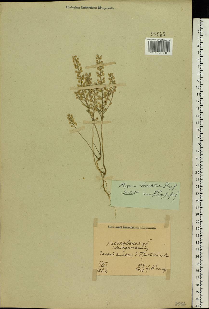 Alyssum turkestanicum Regel & Schmalh. ex Regel, Eastern Europe, North Ukrainian region (E11) (Ukraine)