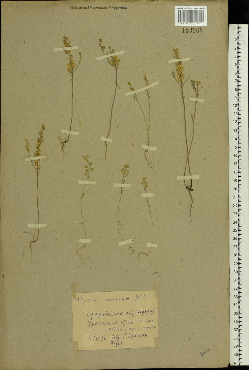 Alyssum turkestanicum Regel & Schmalh., Eastern Europe, North Ukrainian region (E11) (Ukraine)